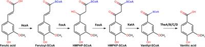 Utilization of ferulic acid in Aspergillus niger requires the transcription factor FarA and a newly identified Far-like protein (FarD) that lacks the canonical Zn(II)2Cys6 domain